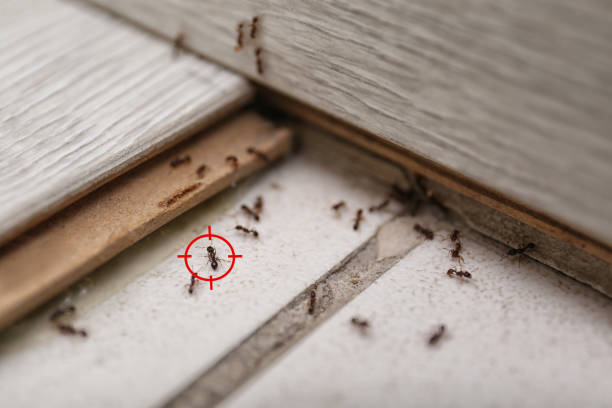  Morris, IL Pest Control Pros