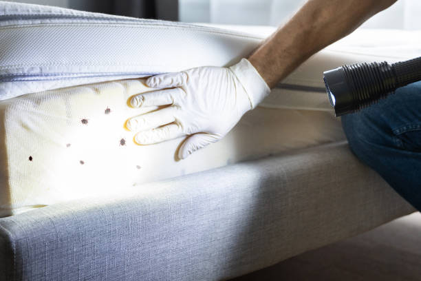 Best Termite Control Services  in Morris, IL