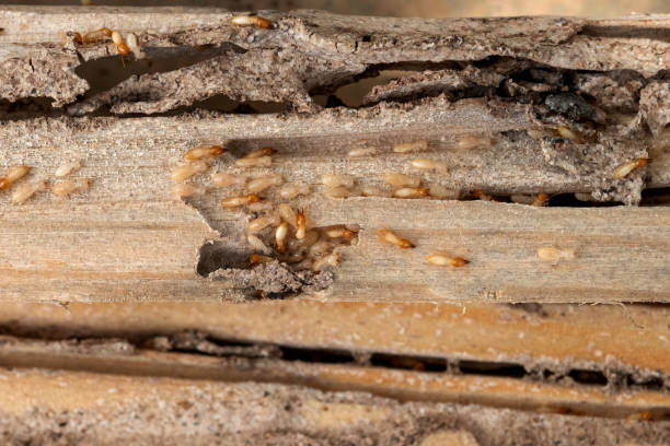 Best Ant Control Services  in Morris, IL
